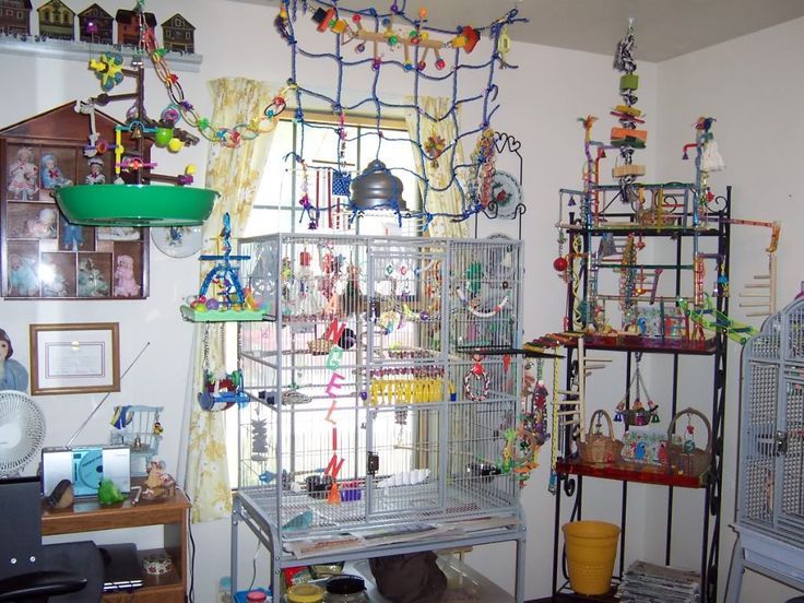 Enrichment Ideas to Prevent Parrot Boredom2 Enrichment Ideas to Prevent Parrot Boredom2