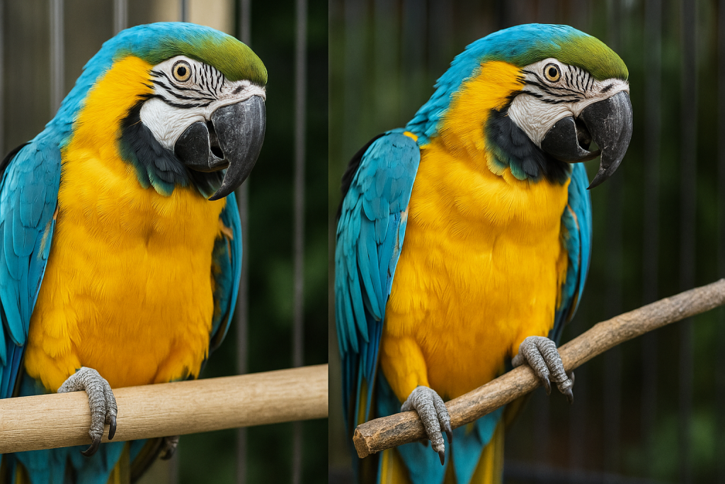 Setting Up a Comfortable and Safe Parrot Cage: The Ultimate Guide3 Setting Up a Comfortable and Safe Parrot Cage: The Ultimate Guide3