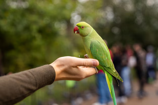 How to Train a Parrot to Do Tricks How to Train a Parrot to Do Tricks