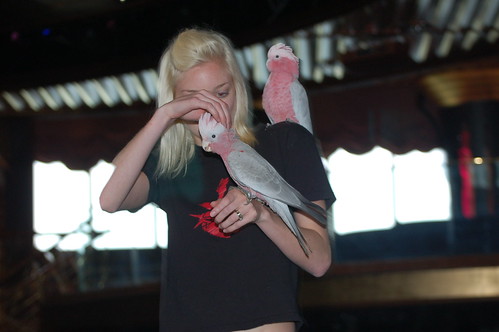 How to Train a Parrot to Do Tricks3 How to Train a Parrot to Do Tricks3