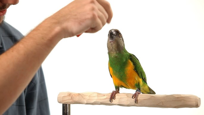 How to Train a Parrot to Do Tricks2 How to Train a Parrot to Do Tricks2