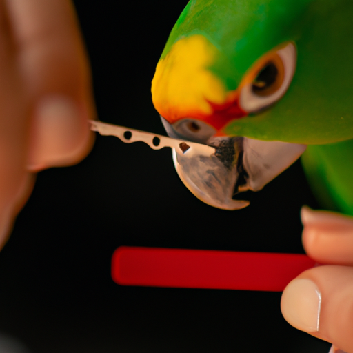 Keeping Your Parrot’s Beak and Nails Properly Trimmed image 2