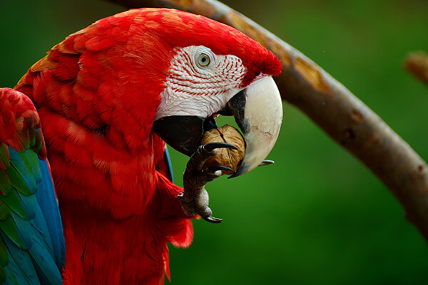 Top 10 Healthy Foods for Your Parrot2 Top 10 Healthy Foods for Your Parrot2