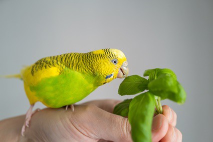 Top 10 Healthy Foods for Your Parrot3 Top 10 Healthy Foods for Your Parrot3