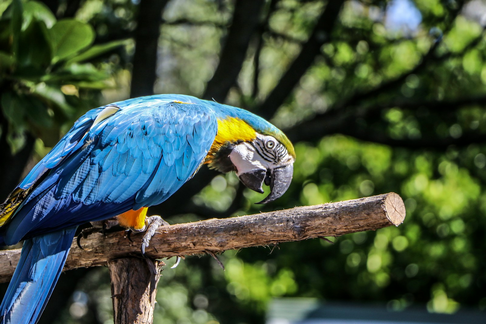 Best Ways to Teach Your Parrot to Talk3 blue parrot perched on wood selective focus photography