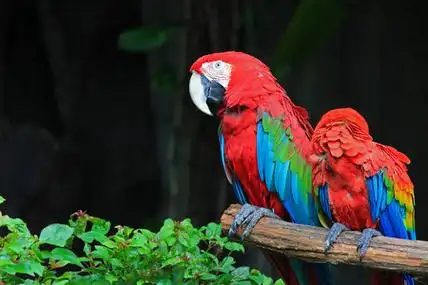 Choosing the Right Perches for Foot Health and Fun