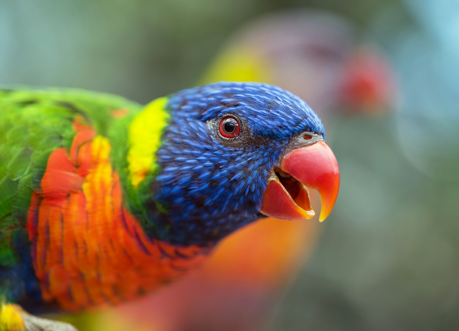 Best Ways to Teach Your Parrot to Talk blue orange green bird